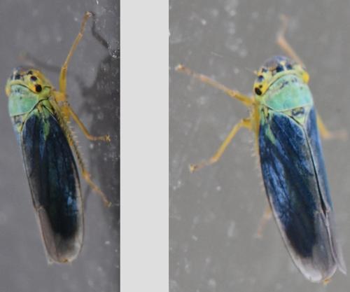 Cicadella viridis